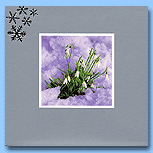 Paperlink Snowy Snowdrops 2