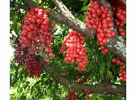 Penang Tropical Fruit Farm - Single Passenger