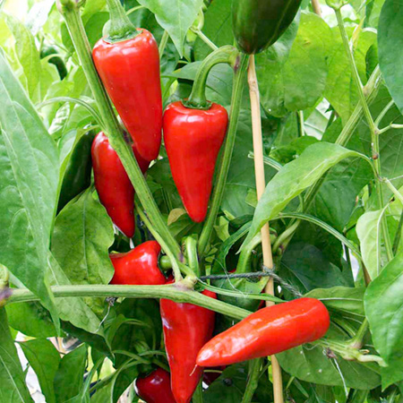 Chilli - Chilli Gorria Seeds 8 Seeds