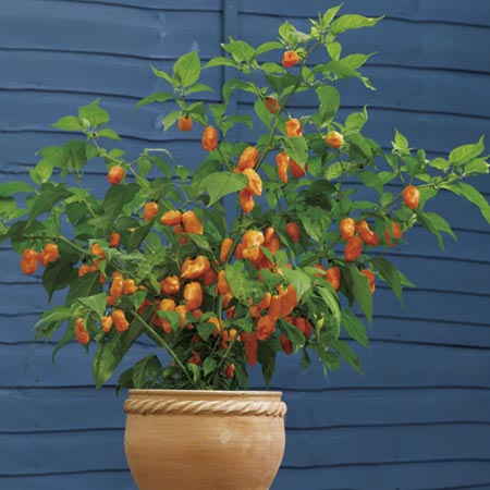 Chilli Fatalii Seeds Average Seeds 25