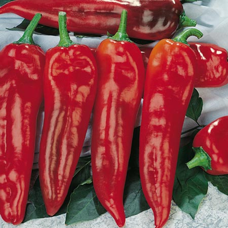 Pepper Corno Di Toro Rosso Seeds 20 Seeds