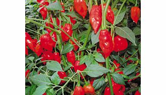 Pepper Paper Lantern Seeds