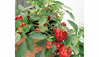 Pepper Redskin F1 Plants