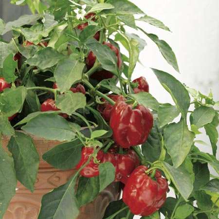 Pepper Redskin F1 Seeds (Capsicum) 8 seeds