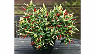 Pepper Seeds - Basket of Fire F1