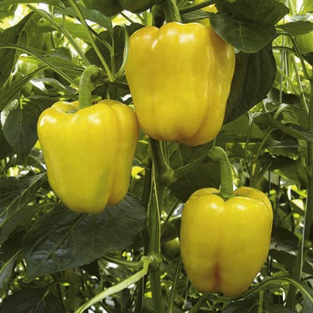 (Sweet) Chelsea F1 Plants (Capsicum) Pack