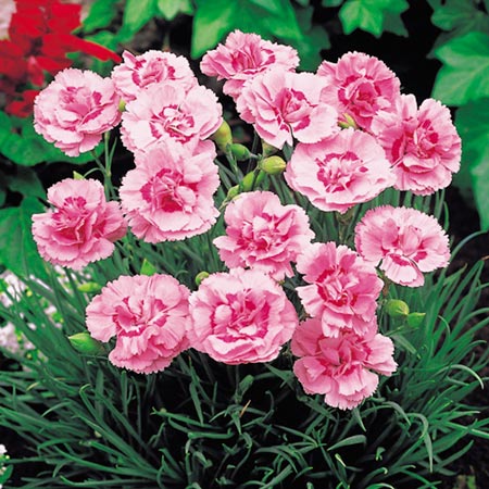 Doris Plants (Dianthus) Pack of 12 Pot