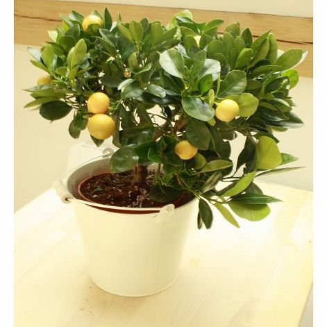 Dwarf Orange Tree 40cm