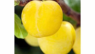 Plum Tree - Yellow Pershore