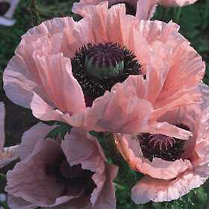 Poppy Coral Reef Seeds