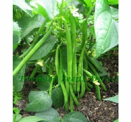 Premier Seeds Direct Dwarf Kenyan Bean Ferrari includes 100 Finest Italian Seeds