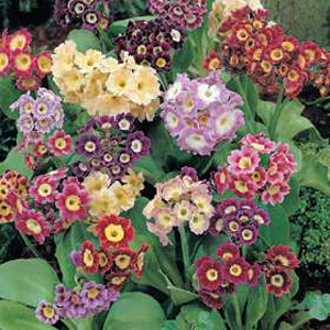 Primula Auricula Douglas Prize Seeds