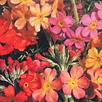 Candelabra Mixed Seeds 428009.htm