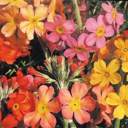 Candelabra Mixed Seeds Average Seeds 180