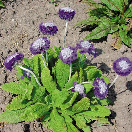 Capitata Noverna Deep Blue Seeds Average