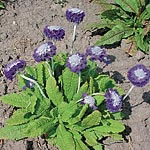 Primula Capitata Noverna Deep Blue Seeds