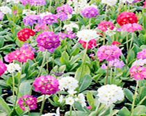 Primula Plants - Pompon Mix