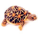 Puckator Soft Plush Toy Tortoise, Brown