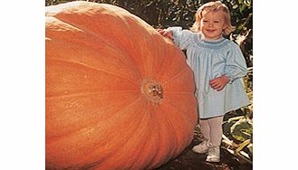 Pumpkin Atlantic Giant Seeds