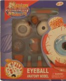 Human Eyeball Anatomy Model