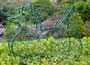 Hen Topiary Maker