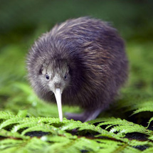 RAINBOW Springs and Kiwi Encounter Behind the