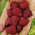 raspberry Brice (Pack of 6)