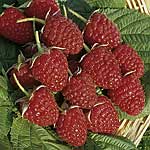 raspberry Glen Ample (Pack of 6)