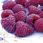 Raspberry Joan J (Pack of 12)