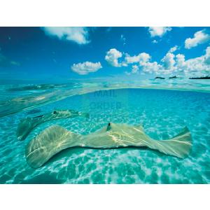 Ravensburger National Geographic Stingray 1000 Piece Jigsaw Puzzle