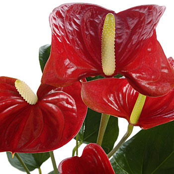 Anthurium Plant - flowers