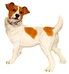 Royal Doulton Bob - Jack Russell