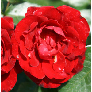 William Hybrid Tea Rose (pre-order now)