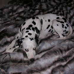 grey chinchilla patterned faux fur throw