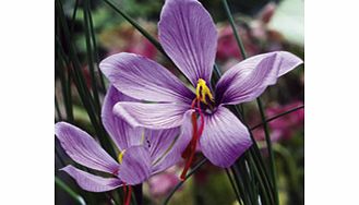 Saffron Crocus Bulbs