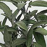 Sage Seeds 436192.htm