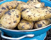 Salad Potatoes Taster Collection