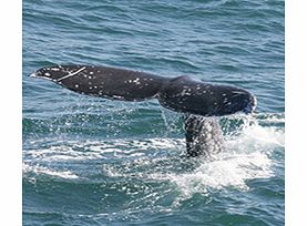 Diego Whale & Dolphin Watching Cruise - Child