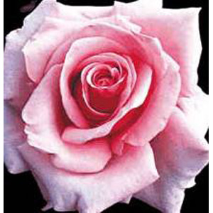 Savoy Hotel Hybrid Tea Rose