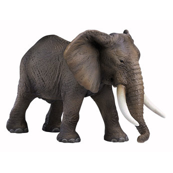 African Elephant