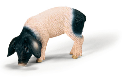 schleich Swabian Hall Piglet Eating