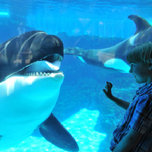 SeaWorld San Diego Day Tour from Anaheim - Adult