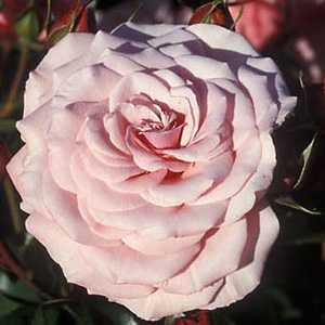 Sexy Rexy Floribunda Rose (pre-order now)