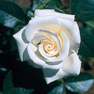 Silver Anniversary Hybrid Tea Rose (pre-order