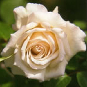 Wedding Hybrid Tea Rose