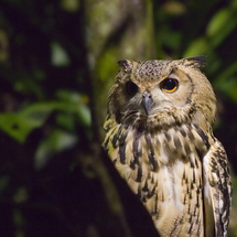 Night Safari - Adult with Dinner