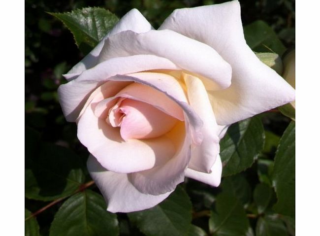 StakehillNurseries.co.uk Silver Wedding Hybrid Tea Rose - BARE ROOT Rose Rosa - 25th Silver Wedding Anniversary Gift Present