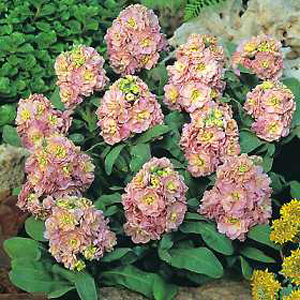 stock s Cinderella Antique Pink Seeds