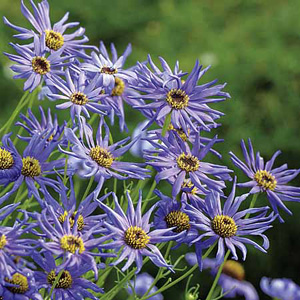 River Daisy Brachycome Seeds