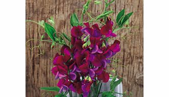 Sweet Pea Seeds - Cupani